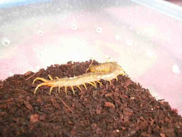 Skolopendra