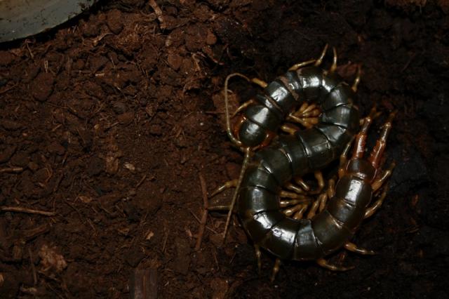 Ethmostigmus trigonopodus