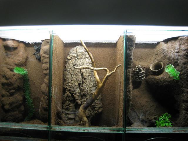 Terariumai