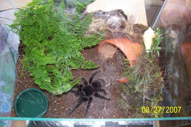 L.parahybana terariumas