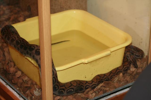 Boa terrariumas