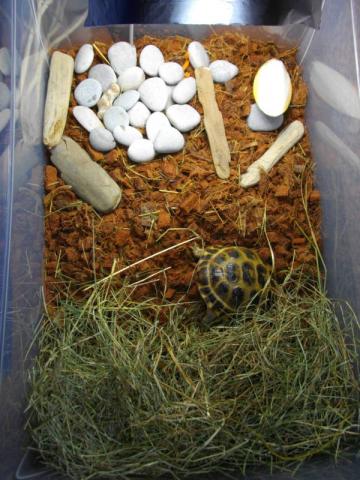 Nesės (testudo horsfieldi) gyvenvietė :}