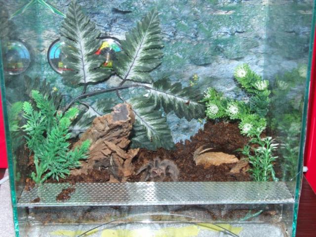 Albopilosumo terariumas