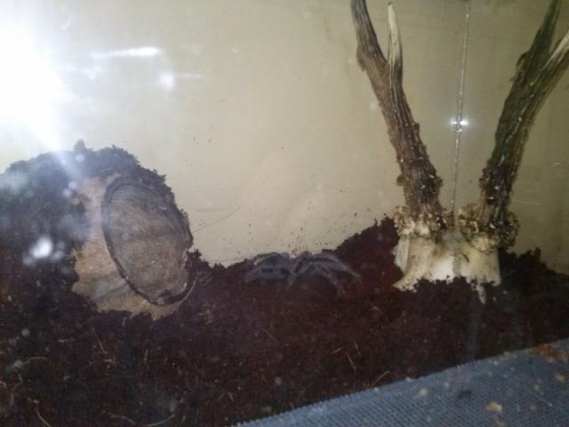 L.P. Teras