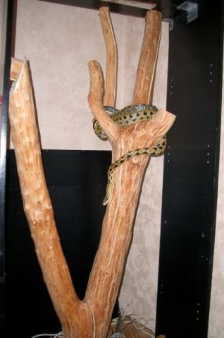 Terariumas