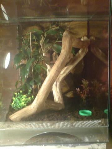 A. versicolor terariumas