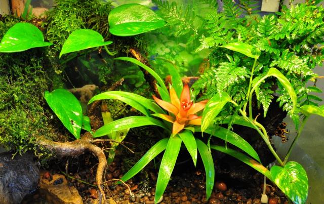 Dendrobatynas