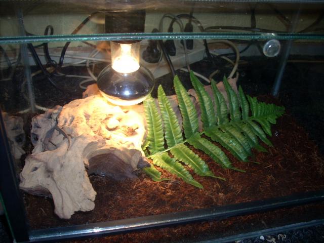 gekko terariumas.