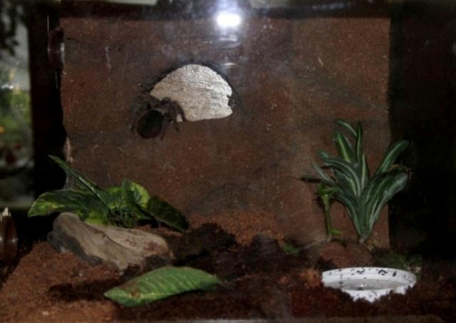 B. albopilosum terariumas