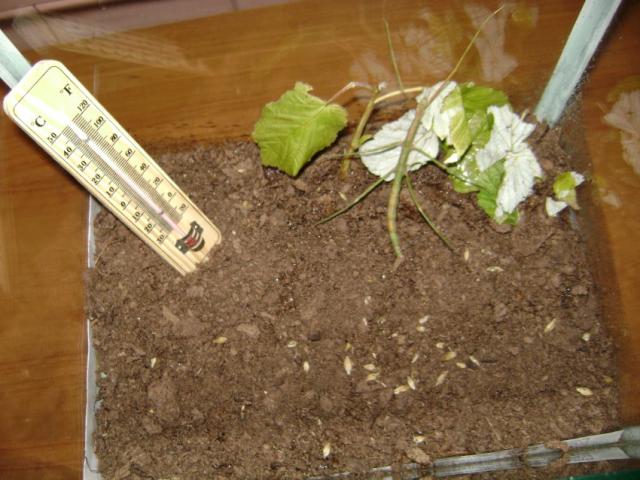 Balucum extradentatum