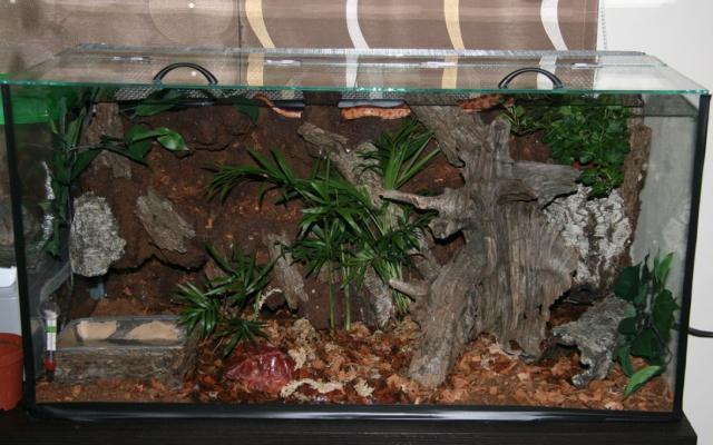 Savadarbis terariumas