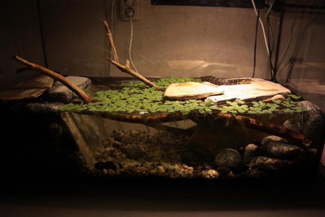 Apsodinau kopūstėliais 