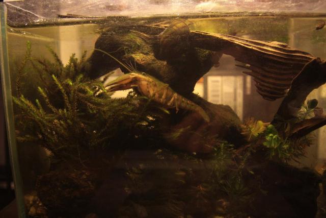 Orconectes limosus