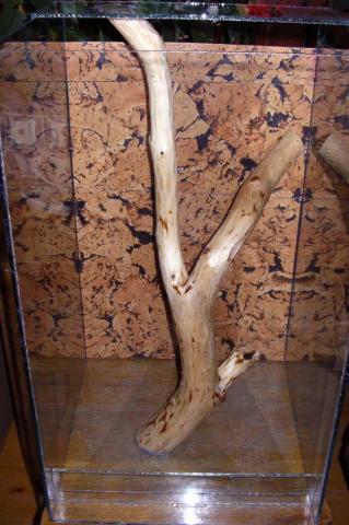Teras versicolor'ui