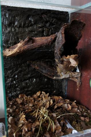 P. irminia apartamentai