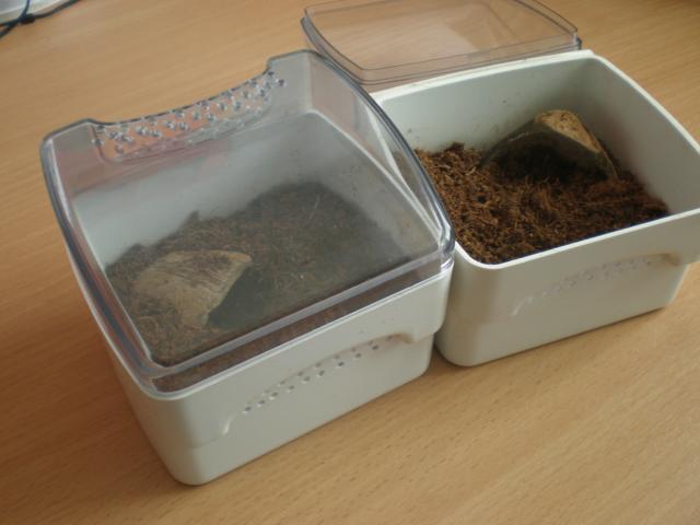 Mini terai 