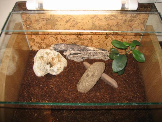 P. imperator terariumas