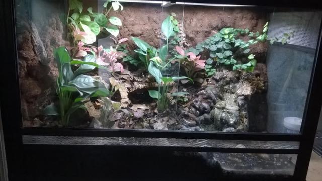 Naturalistinis nr.3
