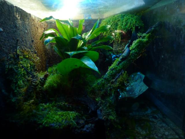 natrix-natrix