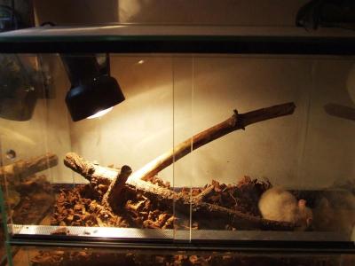 Boa constrictor terariumas