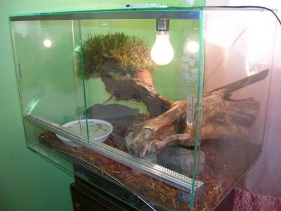 Lampropertis pyromelana terariumas