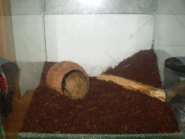 Pirmas terariumas