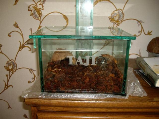 B. smithi. Taji ter!