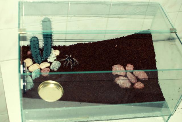 Nauji B.Smithi namai