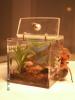 viens_t1.jpg
