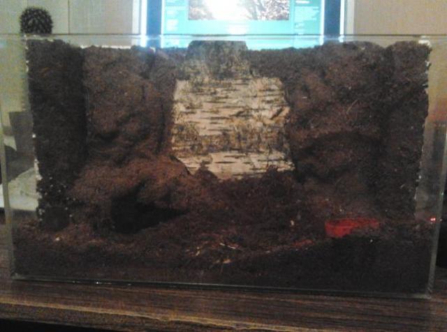 Acanthoscurria geniculata L8 terariumas