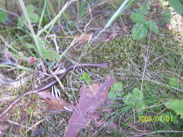 Anguis fragilis