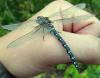 1_t1.jpg