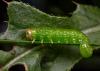 1ab_t1.jpg