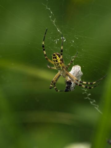 Argiope bruennichi