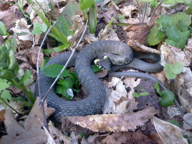 Natrix natrix