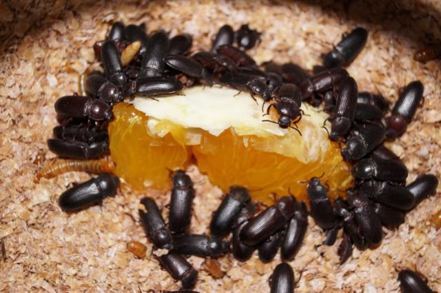 Tenebrio molitor
