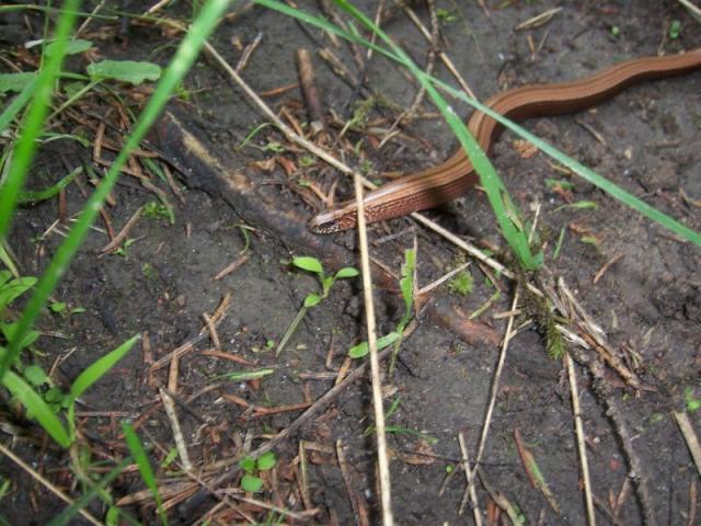Gluodenas