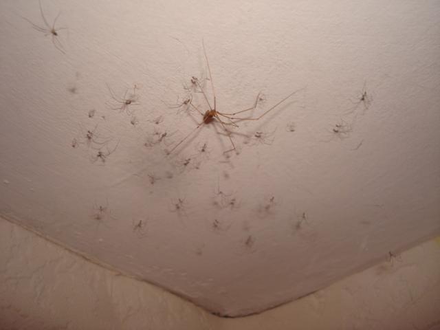 Ilgakojis virpūnėlis -  Pholcus phalangioides
