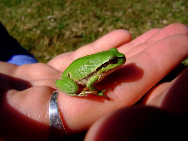 Paprastoji medvarlė (Hyla arborea)