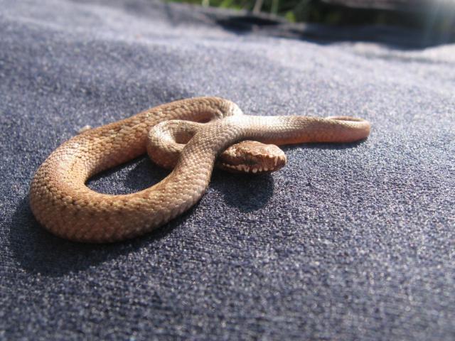 Vipera berus