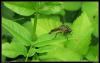 asilidae_custom_t1.jpg