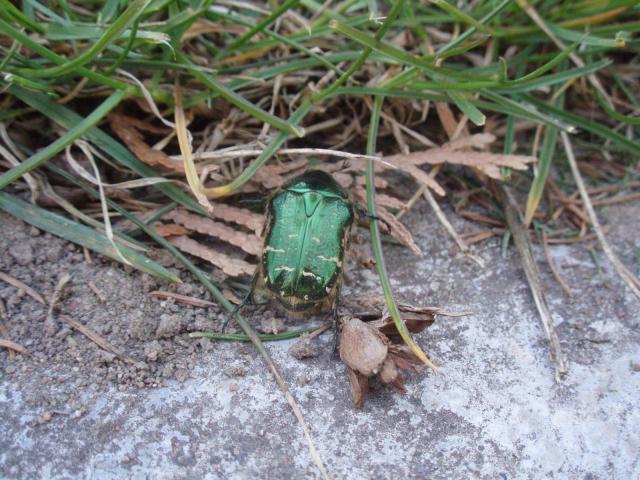 Cetonia aurata