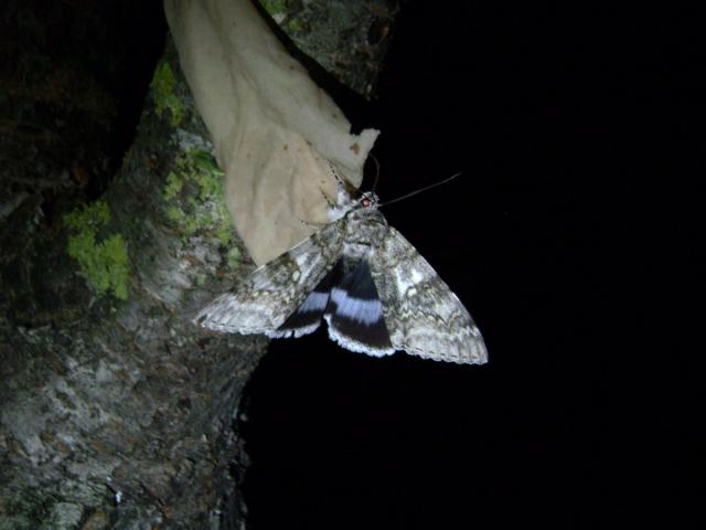 Catocala fraxini