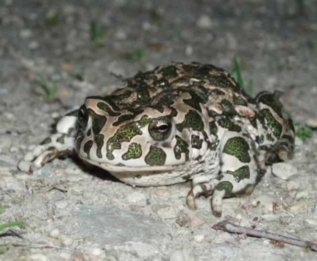 Rupūžiukė