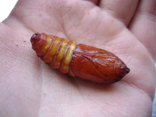 Cossus cossus