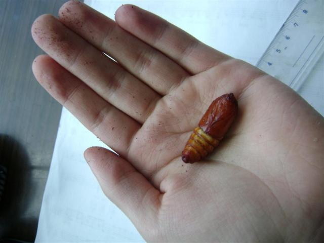 Cossus cossus