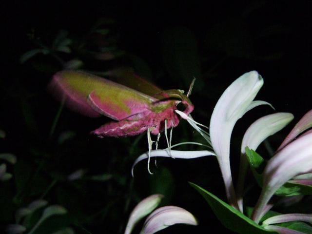Pievinis sfinksas (Deilephila elpenor)