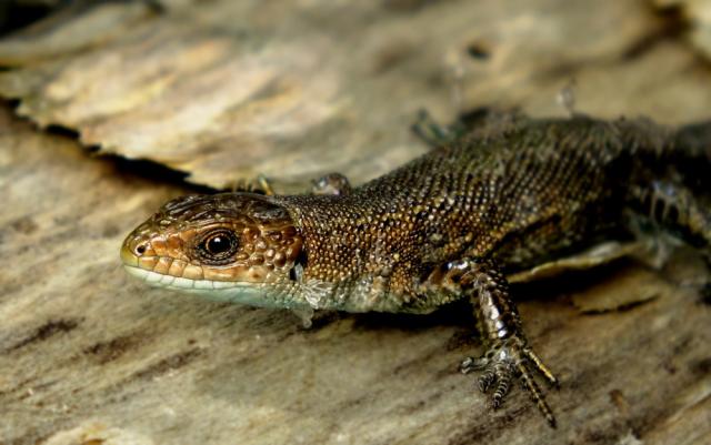 Gyvavedis