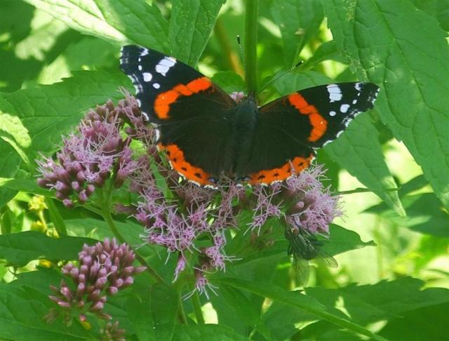 Admirolas (Vanessa atalanta)