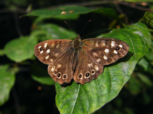 Margasis satyras